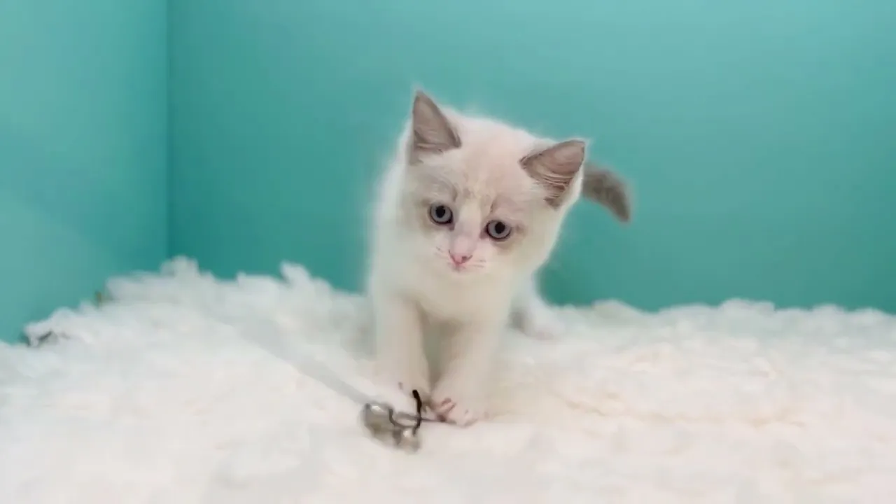 動画