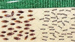      نملة ضد      صرصور    من ينتصر   دندنها