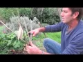 Brian Wagner from Wagner s Rose Nursery shows how to plant a bare root rose bush
