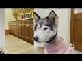 Abused dogs get second chance at Shultz s Guest House in Dedham
