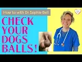 Dog Balls - How to check your dogs testicles for lumps and bumps