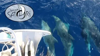 Gulf Stream Crossing! (Sailing Satori) S2:E1