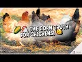 Can Chickens Eat Corn