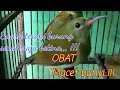 Download Lagu pancingan ampuh burung sepah raja betina