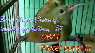 pancingan ampuh burung sepah raja betina