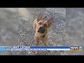 KCAS Pets of the Week Lucien and Majestic