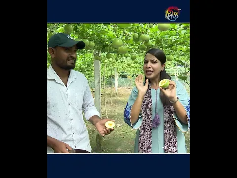 Deepto Krishi l গাছ থেকে পেড়ে সরাসরি এই সুস্বাদু ফল খাওয়ার মজাই আলাদা!