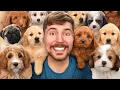 Lagu I Adopted 100 Dogs!