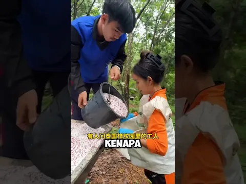 Kenapa Pekerja Kebun Karet Memakai Karung Pupuk Seperti Rompi? 😱
