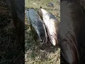 Download Lagu fishing hunting /snake head fish /fish fishing /amazing fishing #fishing #shots #fish #viral #video