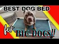 Big Dog Owners Need This Bed FXW Chew Proof Elevated Dog Bed Review