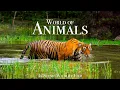 Download Lagu Animal World 4K - Scenic Wildlife Film With Calming Music