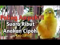 Download Lagu Suara ribut Anakan Cipoh Sangat cocok untuk Pemikat - Pikat Sirtu Sirpu MP3