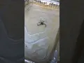 biggest spider in Oregon