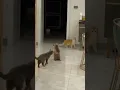 Download Lagu Kucing bersin | cat sneezing #shorts #cat #viral