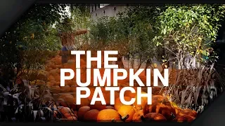 Pumpkin Patch Rockefeller Center New York City
