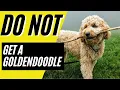 7 Reasons You SHOULD NOT Get a Goldendoodle