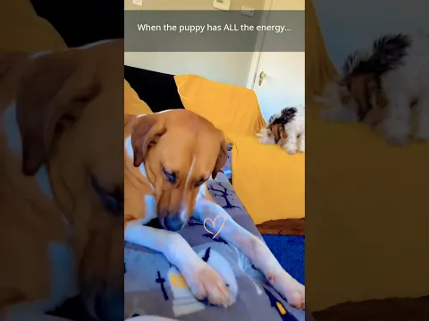 When Your Puppy Has TOO Much Energy 😂🐶 | Funny Dog Moments #shorts