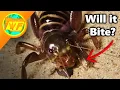 GIANT CREEPY CRICKET - The Jerusalem Cricket