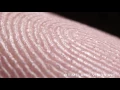 Download Lagu fingerprints and sweat glands　- 指紋と汗腺 -