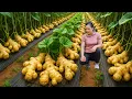 Download Lagu Harvesting Ginger Garden and Selling It at Market, Taking Care of Chickens | Ly Thi Ca Bushcraft