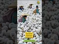 Download Lagu Amazing Gossypium Arboreum Huge Cultivation