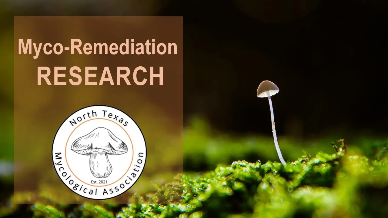 Growing Fungi on Plastic & Mycoremediation: Using Fungi to Decontaminate the Environment
