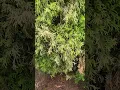 Lagu Emerald Green Arborvitae turning brown - Root Rot!
