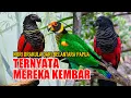 Download Lagu SIAPA SANGKA BURUNG NURI DRAKULA DARI BELANTARA PAPUA INI ADA KEMBARANYA DI HUTAN AMAZON