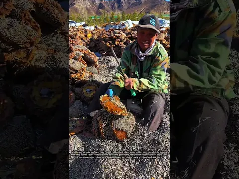هكذا تُستخرج آلاف بذور دوّار الشمس من رؤوسها الجافة 🌻😮