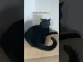 Download Lagu The aftermath of catnip 😂 #catoftheday #cat #kitty #kitten #catlovers #cutecat @missprissbrii