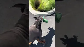 #Fyp #dream #pets #doberman