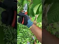 Download Lagu Tăierea in verde la cireș anul 4-5 format cu ax central ✂️🍒✅