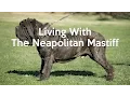 ALL ABOUT LIVING WITH NEAPOLITAN MASTIFFS
