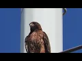 Download Lagu Red tailed hawk lets out a piercing cry