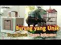 Download Lagu Burung  Brinji rambut bagus untuk dijadikan burung Masteran || UNBOXING || selamat mencoba kawan