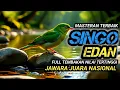 Lagu MASTERAN TERBAIK SINGO EDAN FULL TEMBAKAN !! TERAPI UNTUK SEMUA JENIS BURUNG, SUARA GEMRICIK AIR
