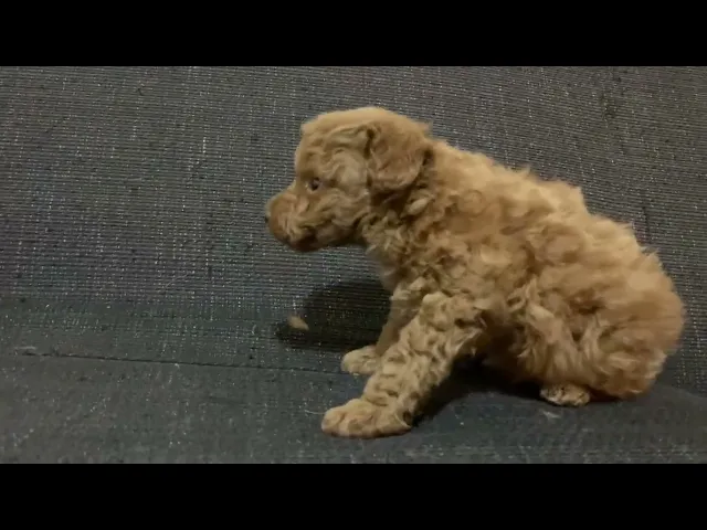動画