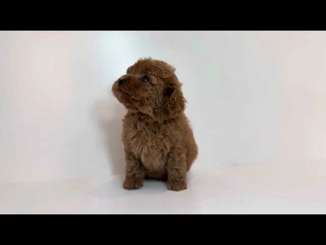 動画