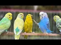 9 Hours of Budgie Best Friends - Mango and Chutney