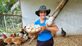 Tudo sobre meu galinheiro e manutenção anual para a saúde das galinhas