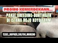 Download Lagu PROMO KEMERDEKAAN!!!🇮🇩🇮🇩REVIEW STOK TERBARU DAN TERMURAH DI ISTANA ROJO KOYO FARM