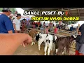 Lagu BAKUL PEDET MUMET BUTUH DUIT❗️PEDET NYUSU DIOBRAL 