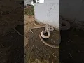 Download Lagu big yellow rat snake \u0026 white cobra in a jungle #youtubeshorts
