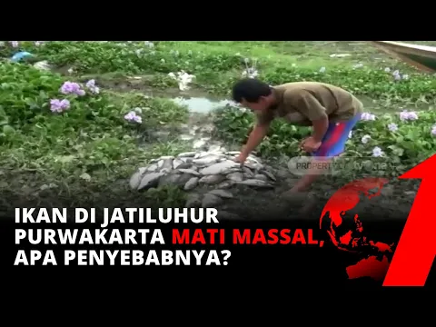 Ribuan Ikan Peternak di Purwakarta Mati, Pertanda Apa Ini? | tvOne