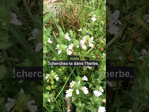 🌿 Connaissez-vous l’euphraise officinale (Euphrasia officinalis) ?