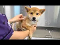 Download Lagu Today I Groomed Two Adorable Fox Pups