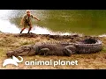 Steve s Wildest Croc Encounters The Crocodile Hunter Animal Planet