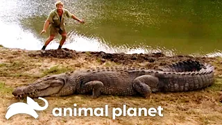Steve s Wildest Croc Encounters The Crocodile Hunter Animal Planet
