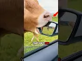 A Cow Just Ate Your Dad s Car What Car Would You Get Him